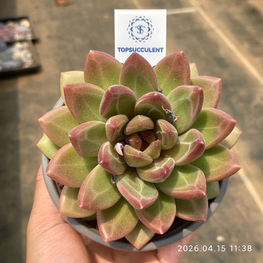 361557 ミスト　バブル