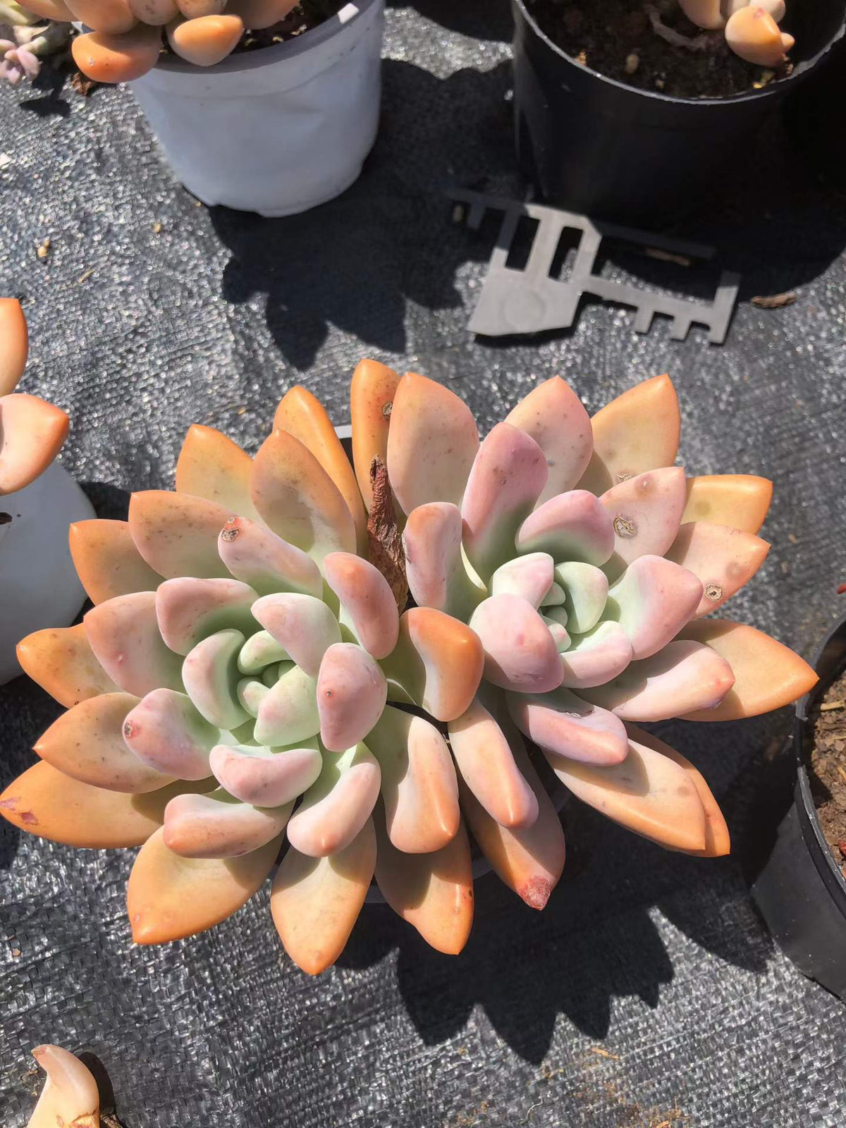 266084 オパリナ