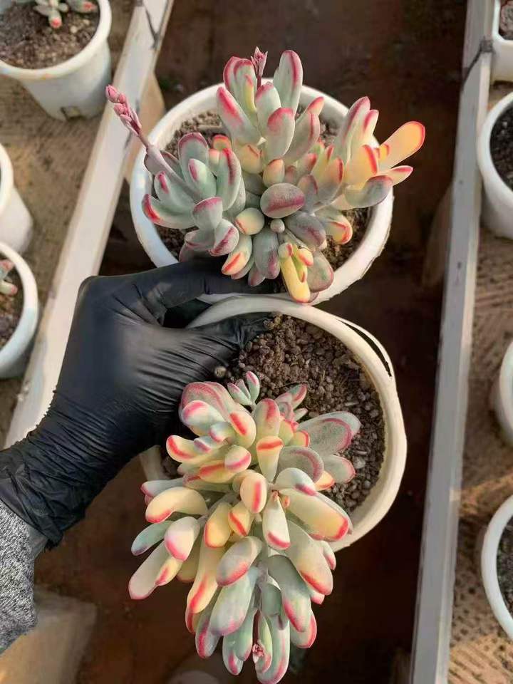 262401 オルビキュラータ錦