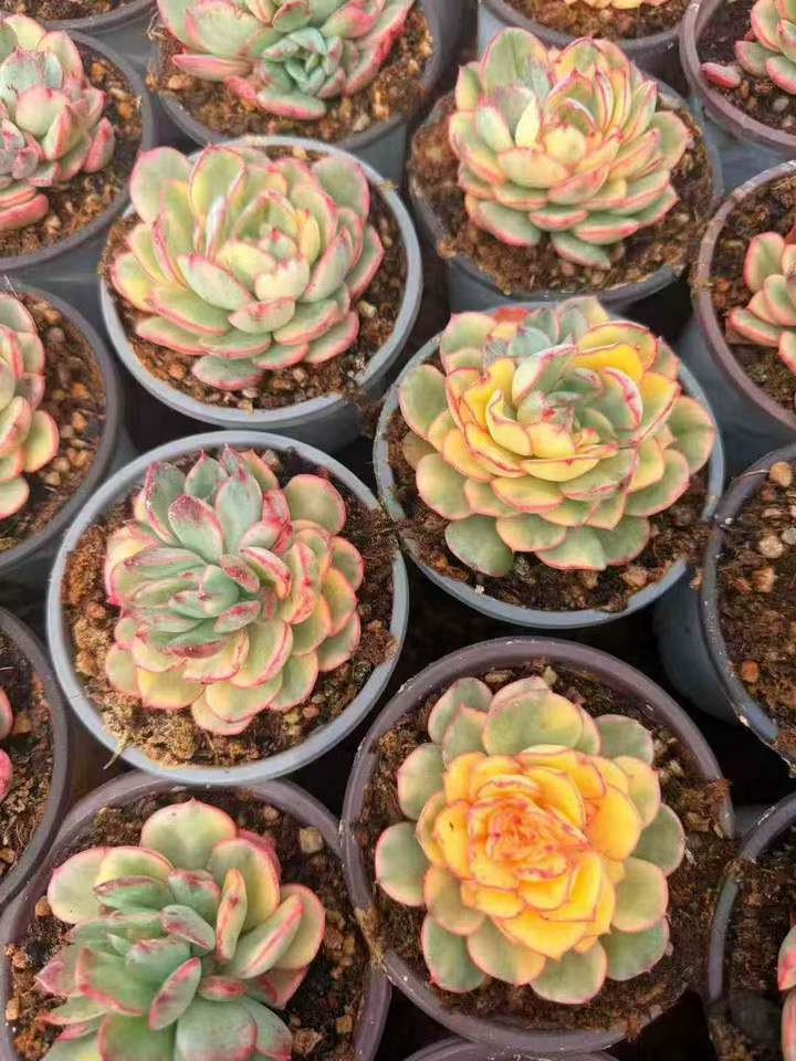 262801 プラジュナ錦