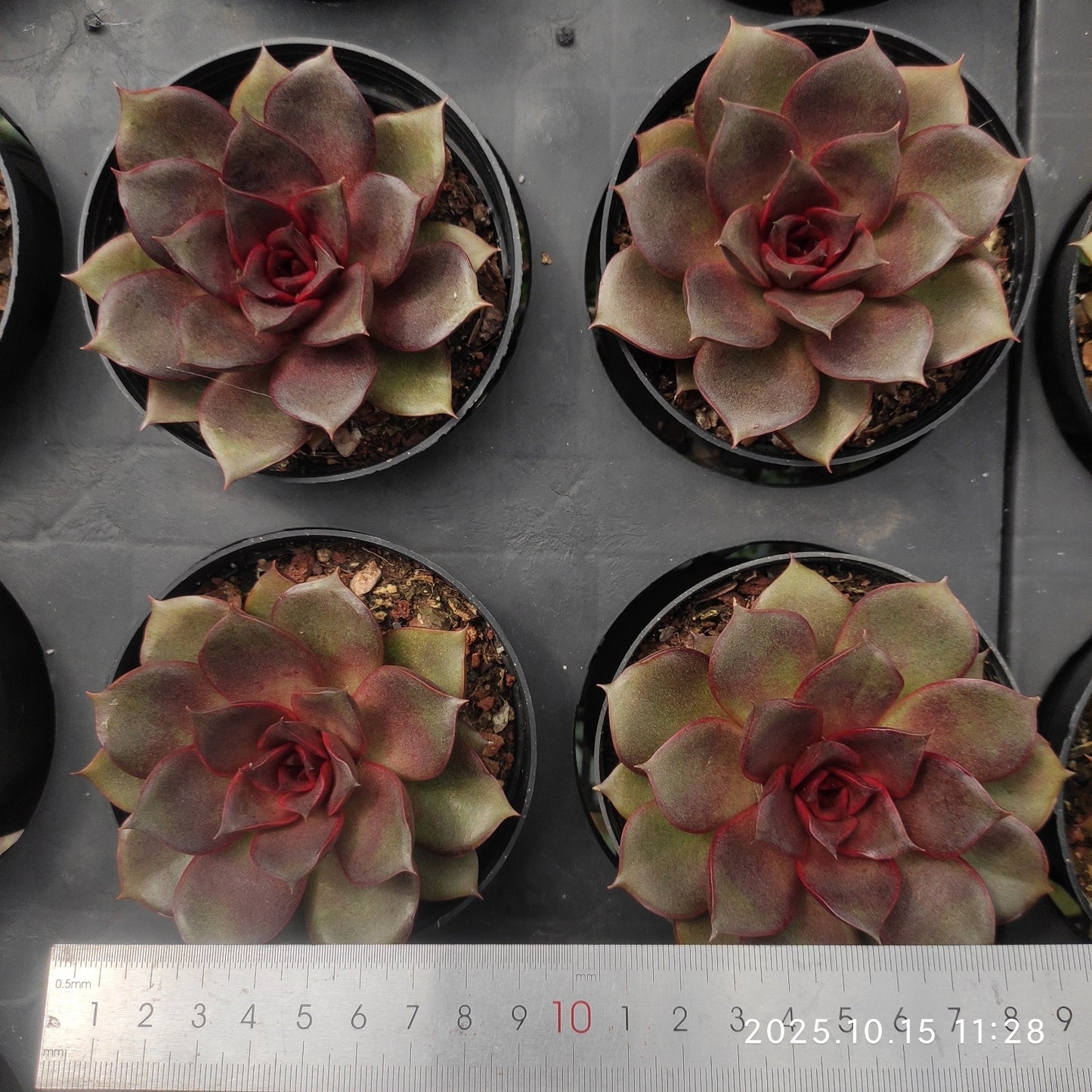 ZZA345 レッド　ローズ（9cm pot）