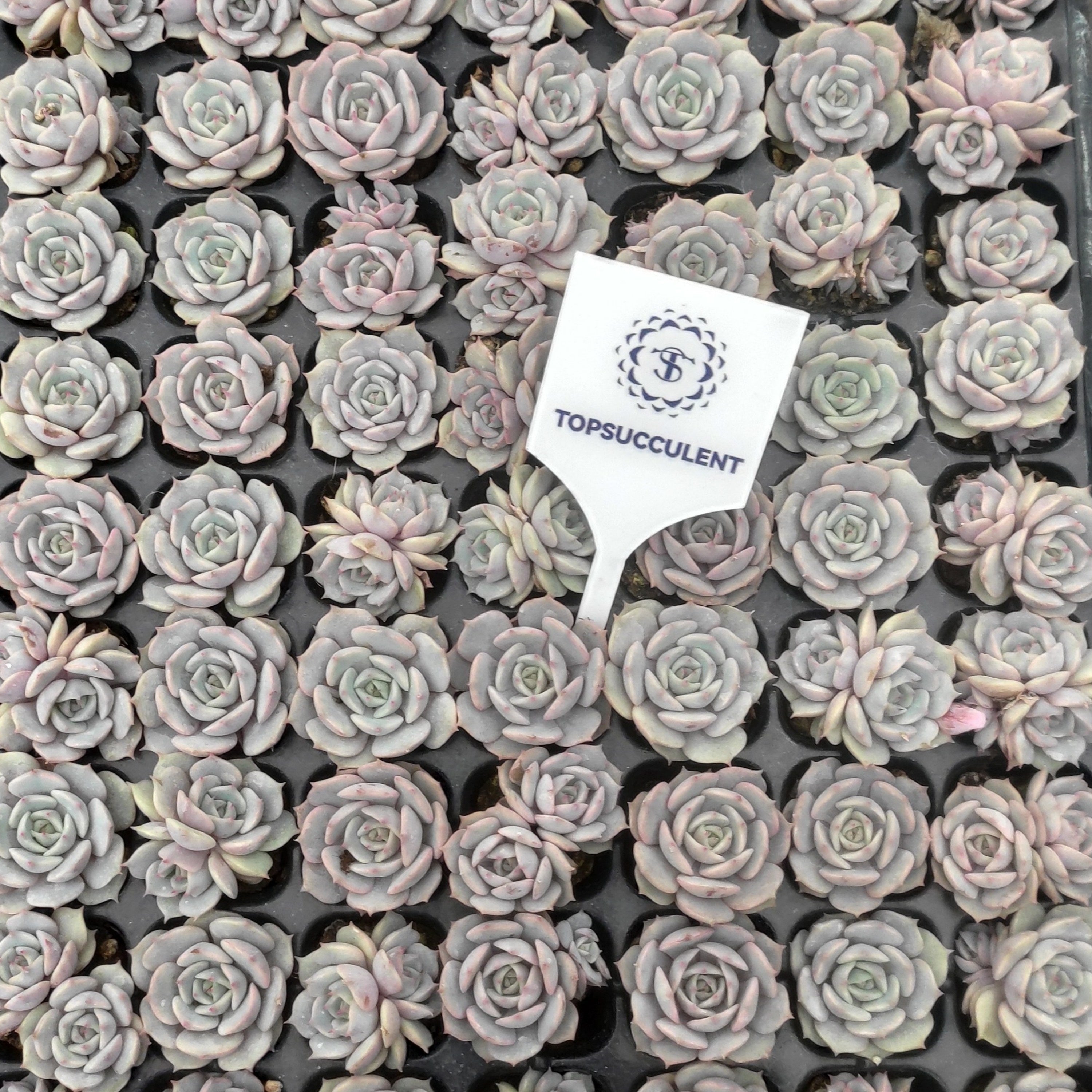 プラグトレー苗 20260115 – Top Succulent®
