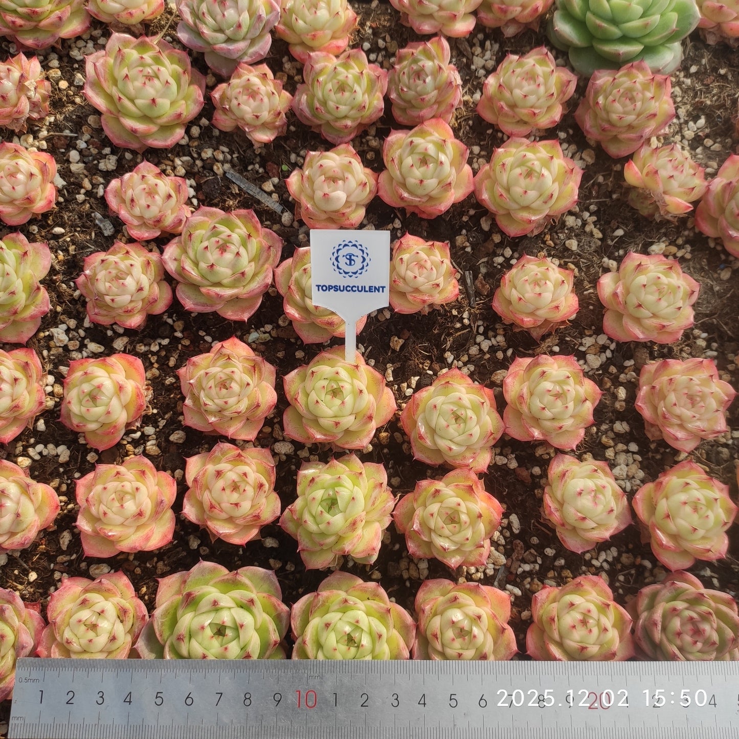 23041 マルギャンHyb（ポット苗）