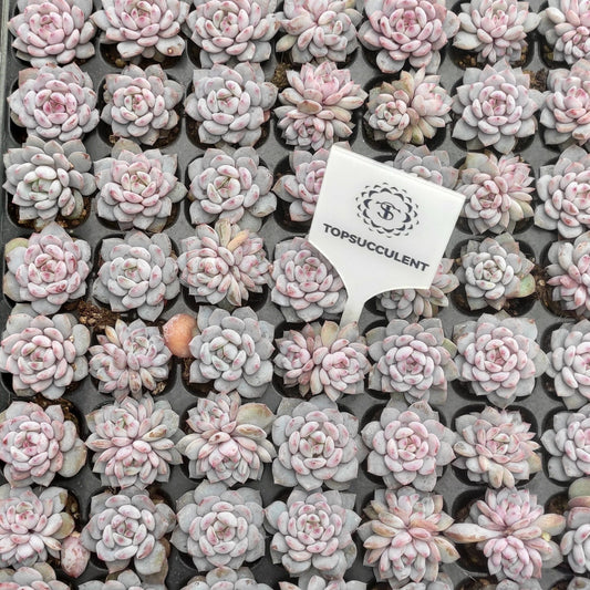 22133  スター　モンロー（3cm pot）（ポット苗）