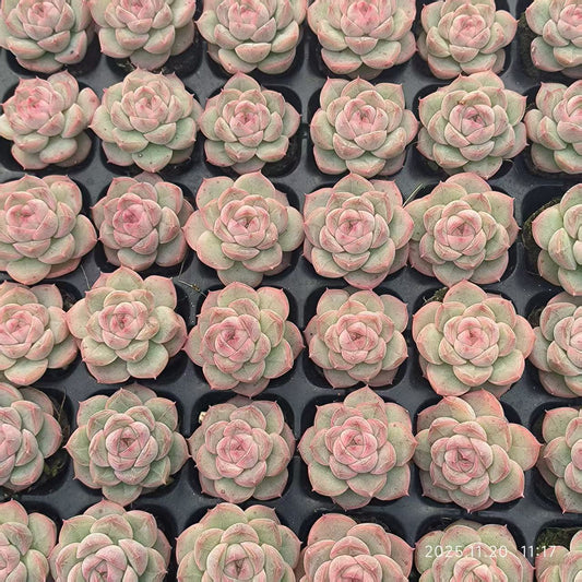 22419 ジザー　ハート（3cm pot）（ポット苗）