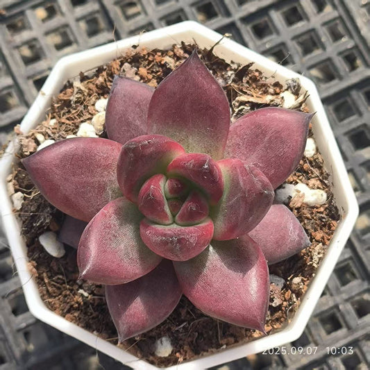 FFH020 アクエリアス(6cm pot)