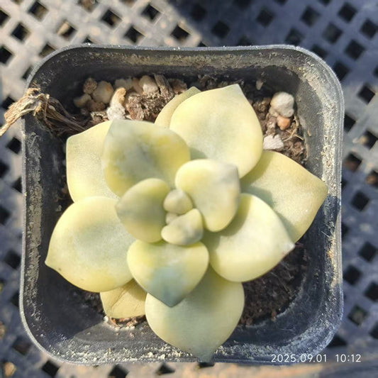 KD077 ティテュバンス錦 （6.5cm pot）