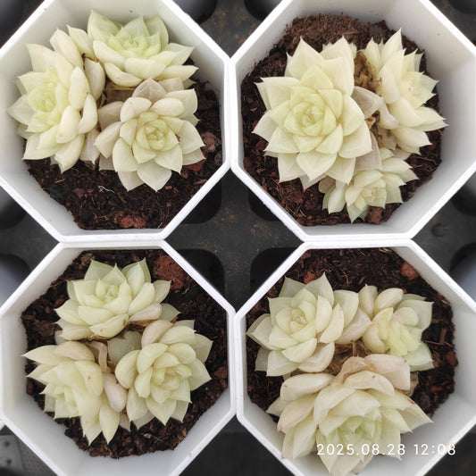 YBB105 ホワイトスワン（白鳥）（7cm pot）