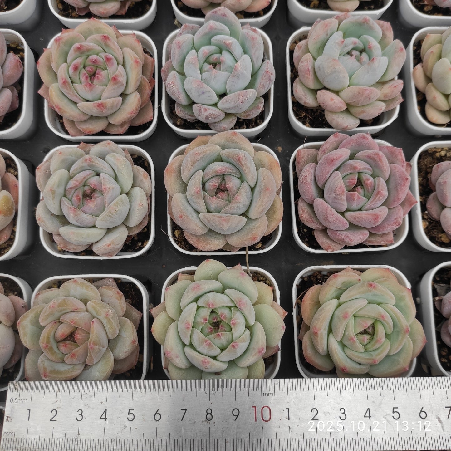 MMY1333 ネクタリン（5.5cm pot）