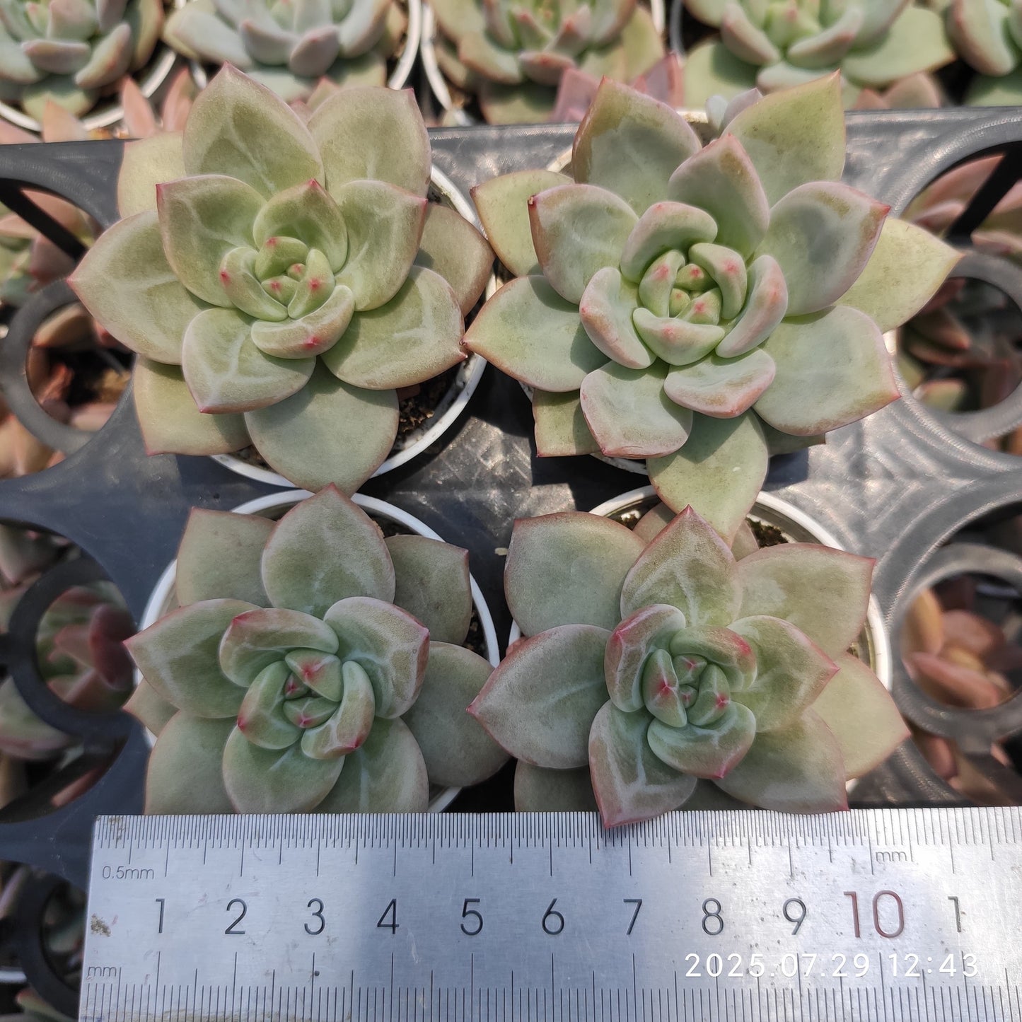 ZZA266 ホワイトナイト（白夜）(5.5cm pot)