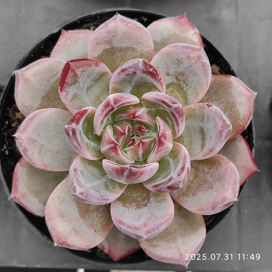 MMT840 デアデビル（9cm pot）