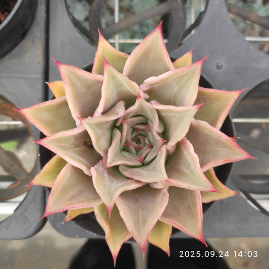 HM123 マディバ（11cm pot）