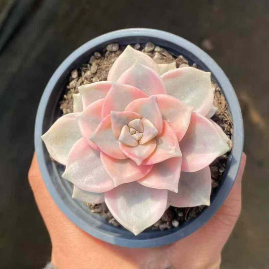 19672 スノーホワイト錦