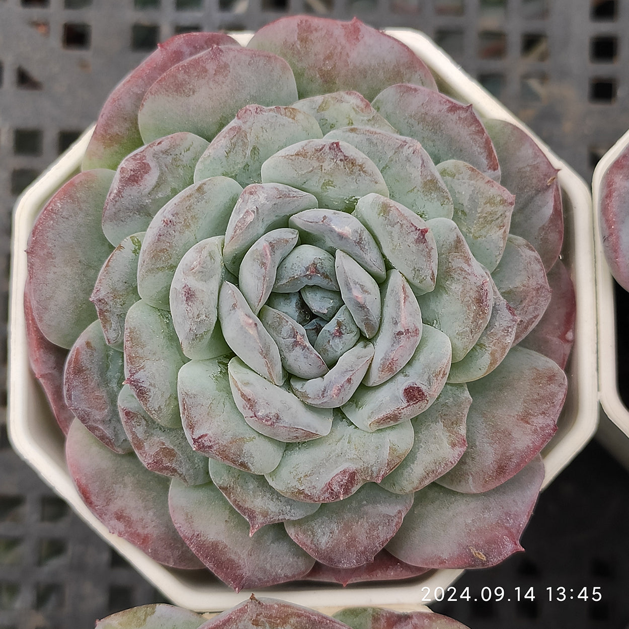 エケベリア 普通苗 20241003 – Top Succulent®