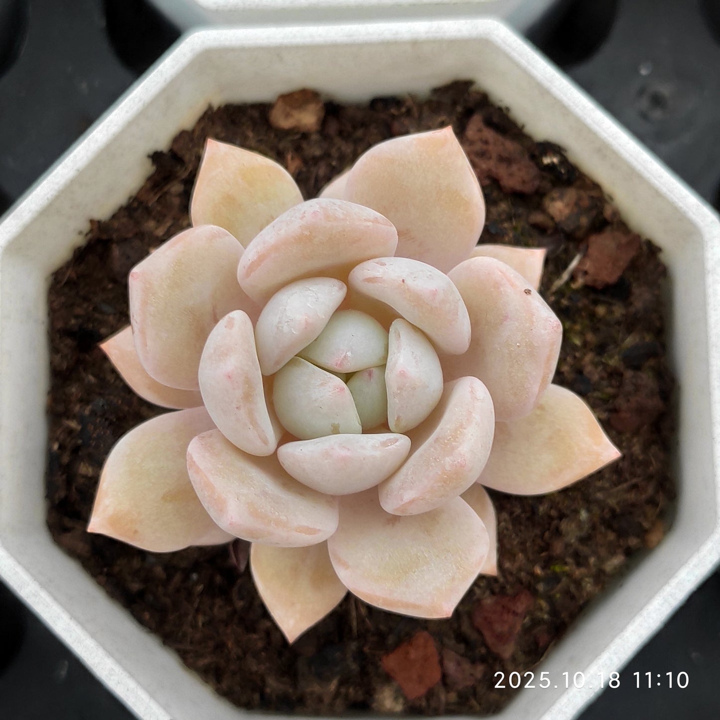 YBB250 ドリームスノー（7cm pot）