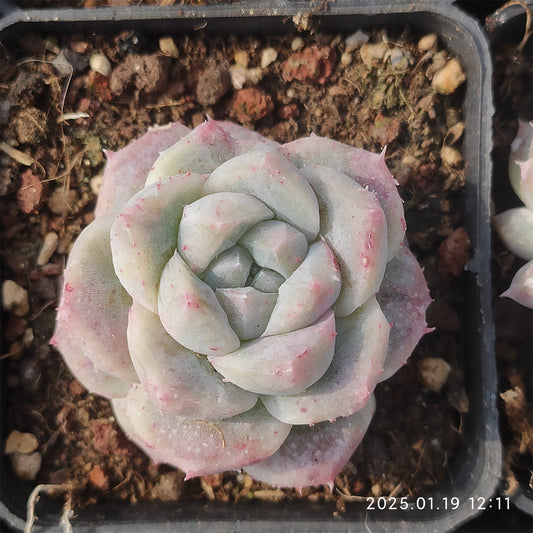 NGN632 コーコナット　トリー(7cm pot)