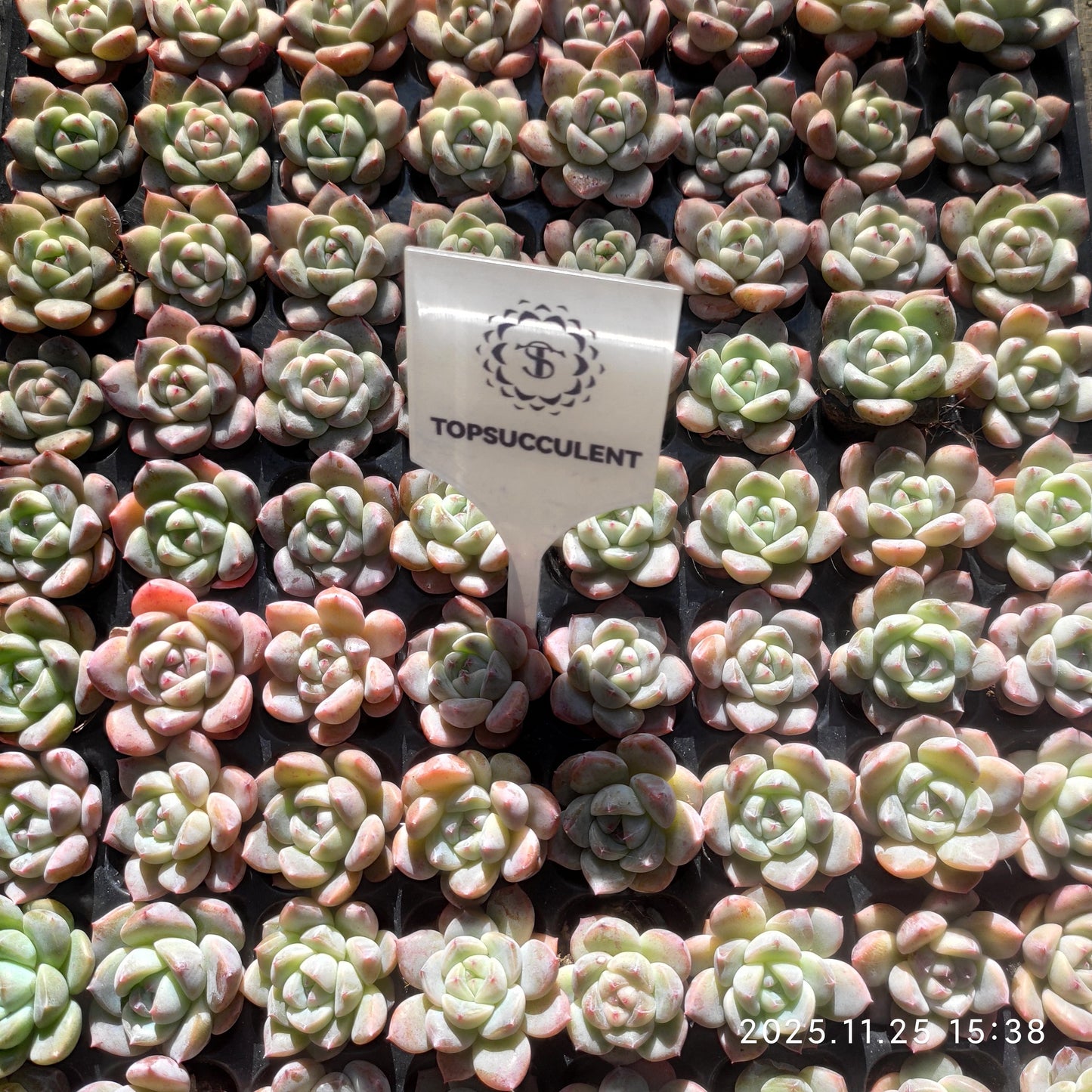 220511 アイスハート ジェニー（3cm pot）（ポット苗）