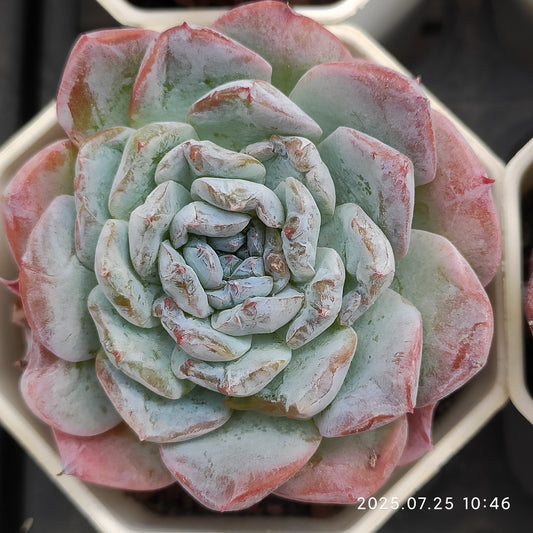 NGN035 ブライト　ラブ （7cm pot）