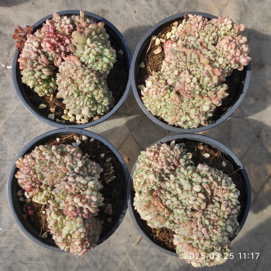 SKL403 ホワイトミニマ綴化（9cm pot）