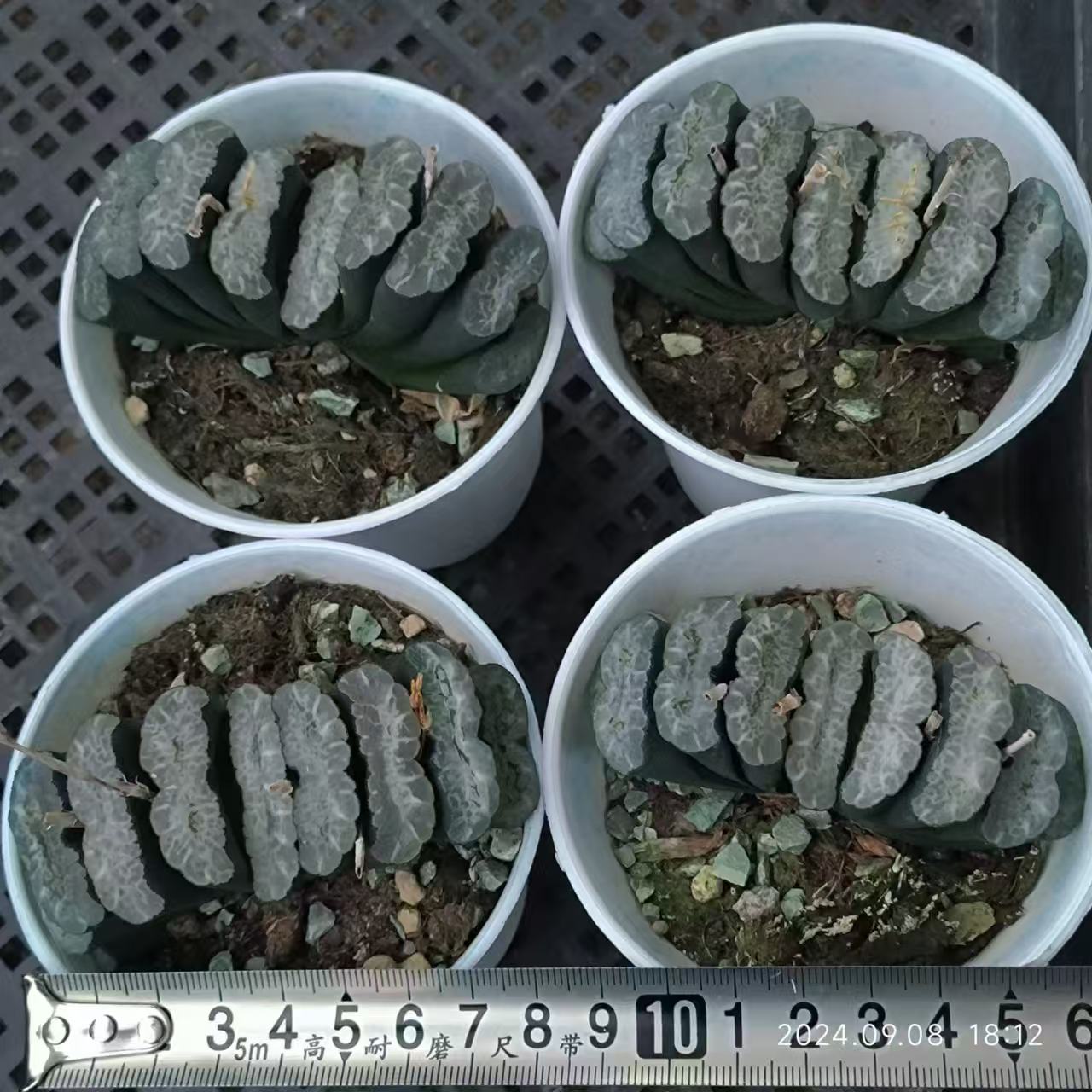 13216 山本エメラルド