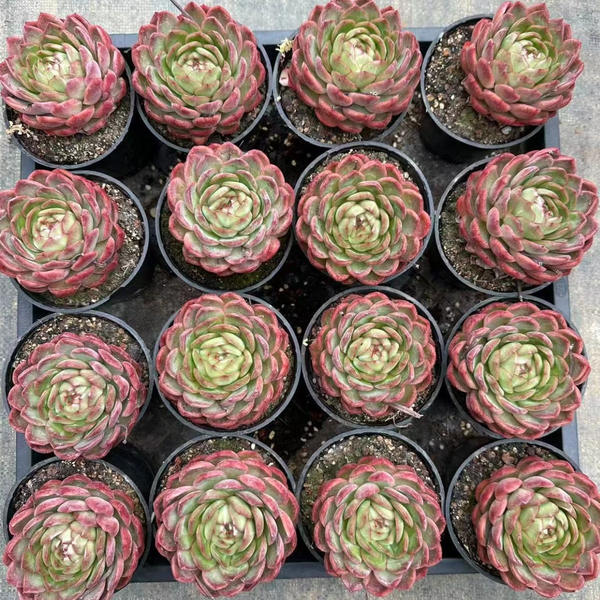 22997 ストローブレ　プディング（10cm pot）