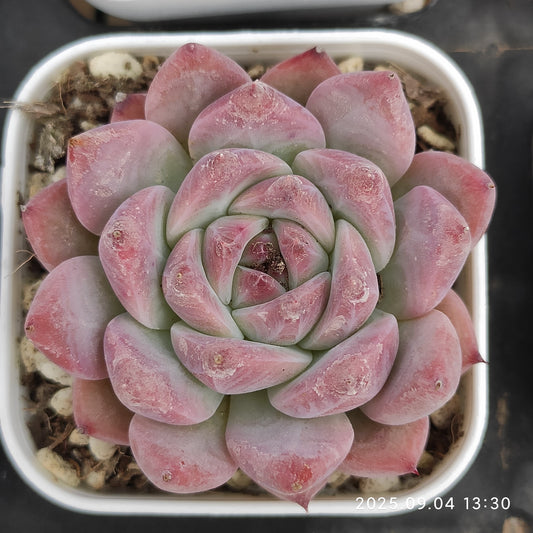 MMY978 ダイヤモンド コロラータ（5.5cm pot）