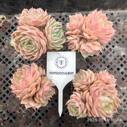 20574 オウンスロー