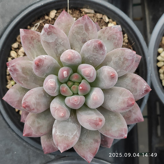 MMY804 ゴールドフィッシュ（9cm pot）