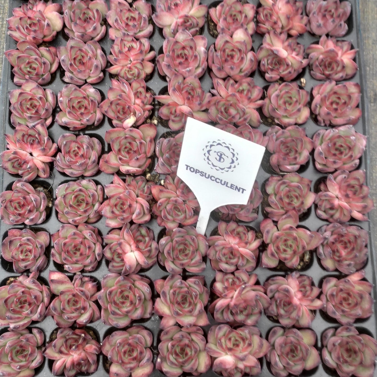 22120  ファイヤーピラー（3cm pot）（ポット苗）