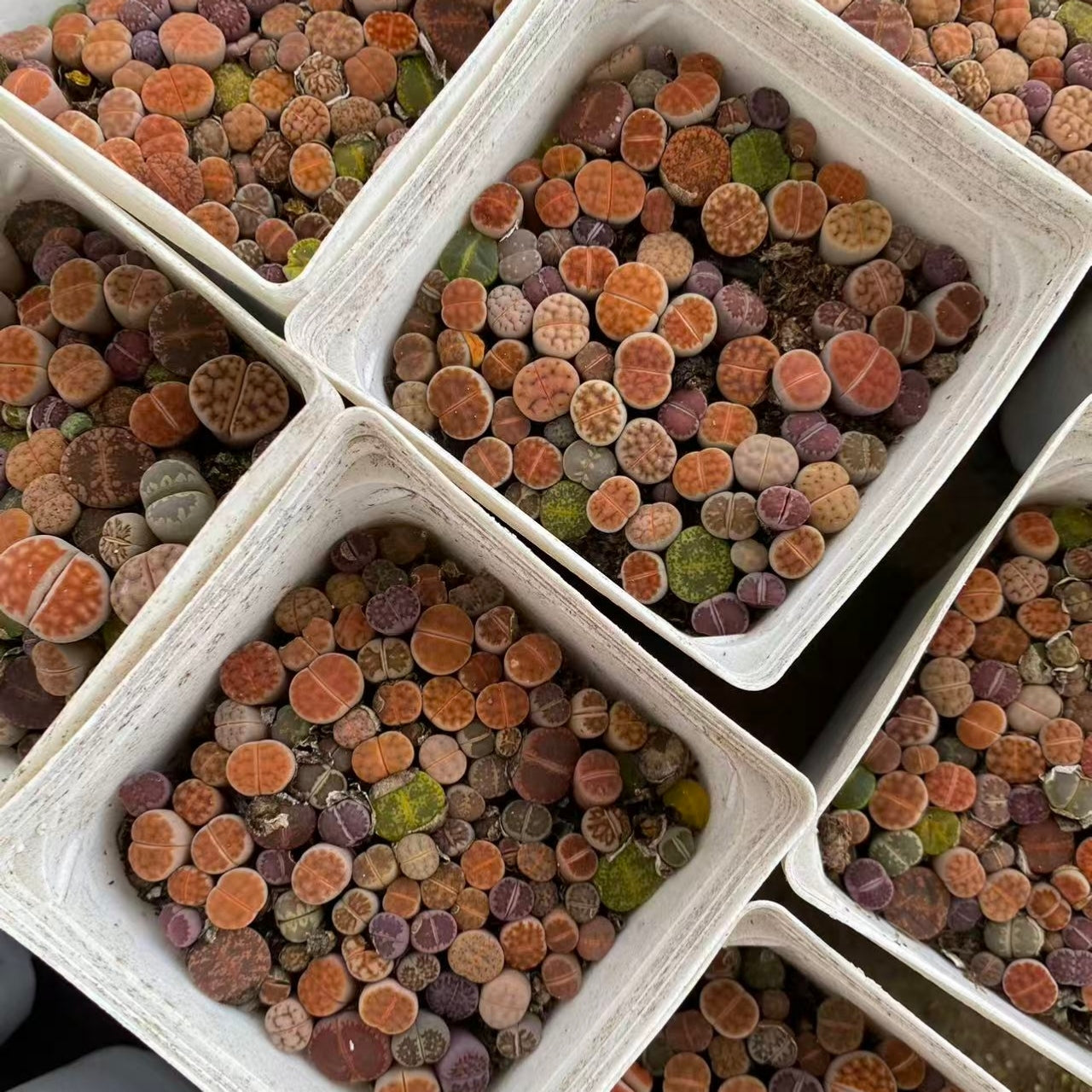 YNLH003-POT リトープス ミックス  (7cm pot)