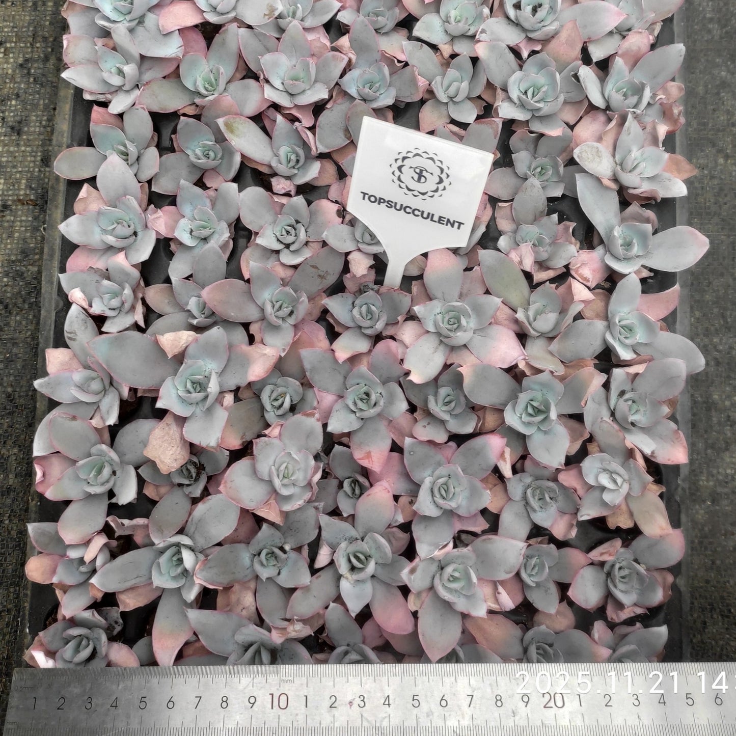 20654  カンテ（3cm pot）（ポット苗）