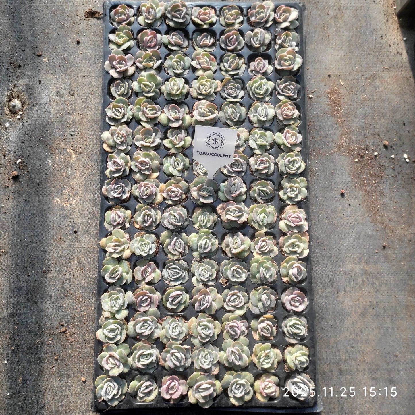 220661 ブルーサプライズ（3cm pot）（ポット苗）