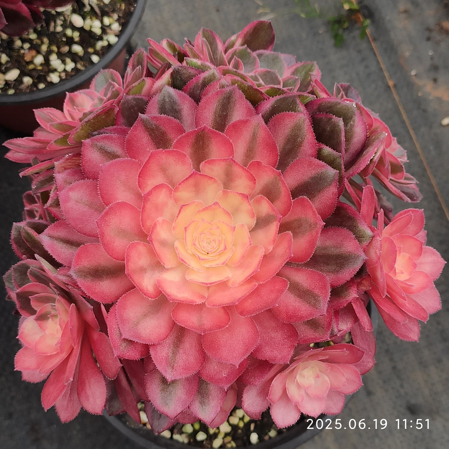 THH030 ブラック　デビル（15cm pot）