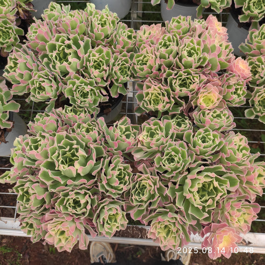 YS273 アエオニウム リバーストーンズ（17cm pot）