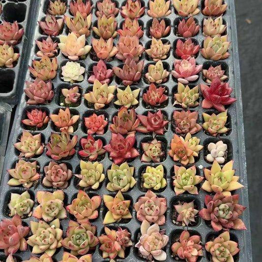 23221 ロメオ Hyb（3cm pot）