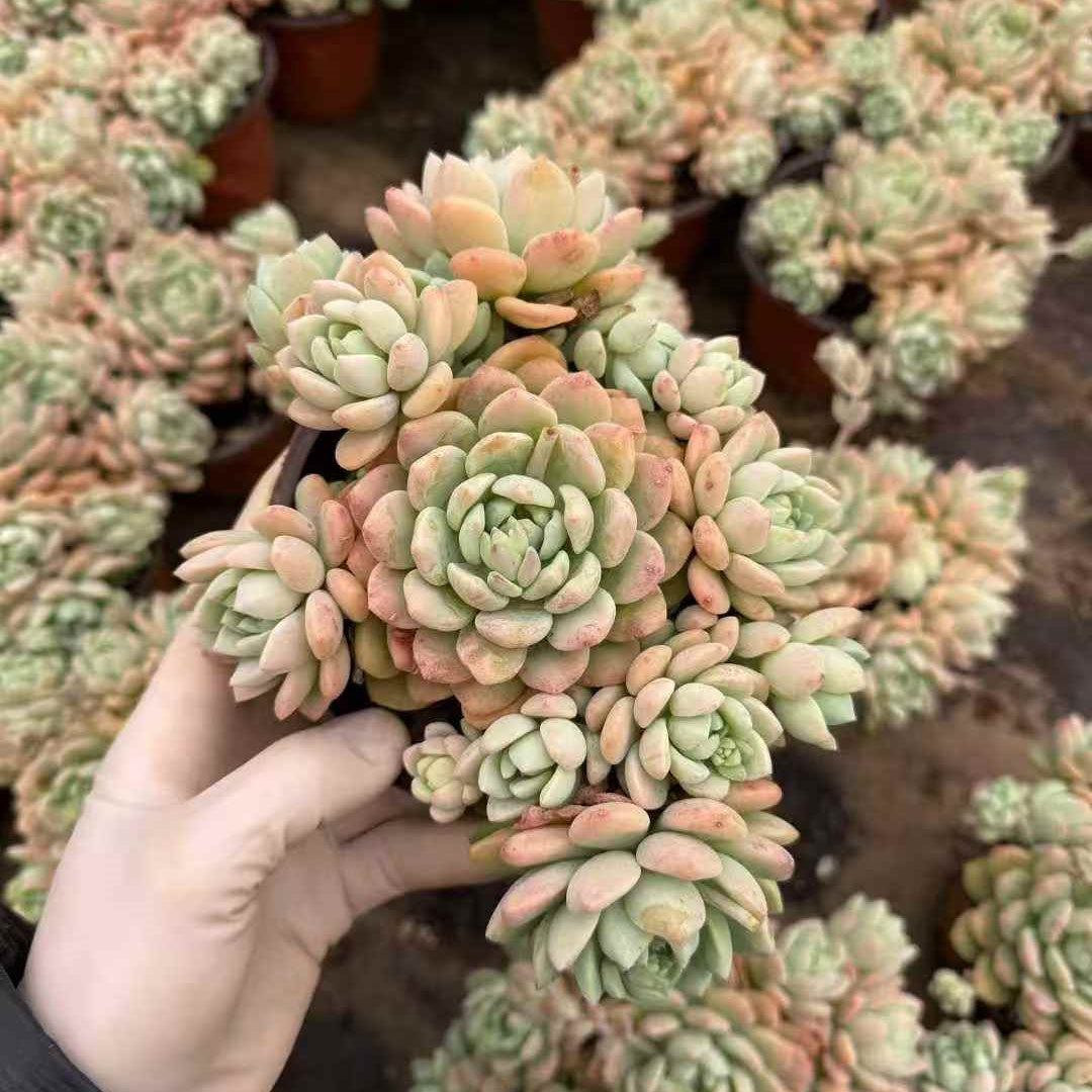 24481 ウォルナットケーキ