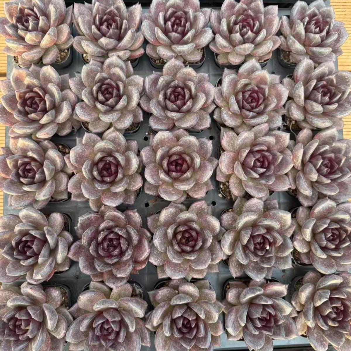 23418 ブラック　トートイエス（7cm pot）