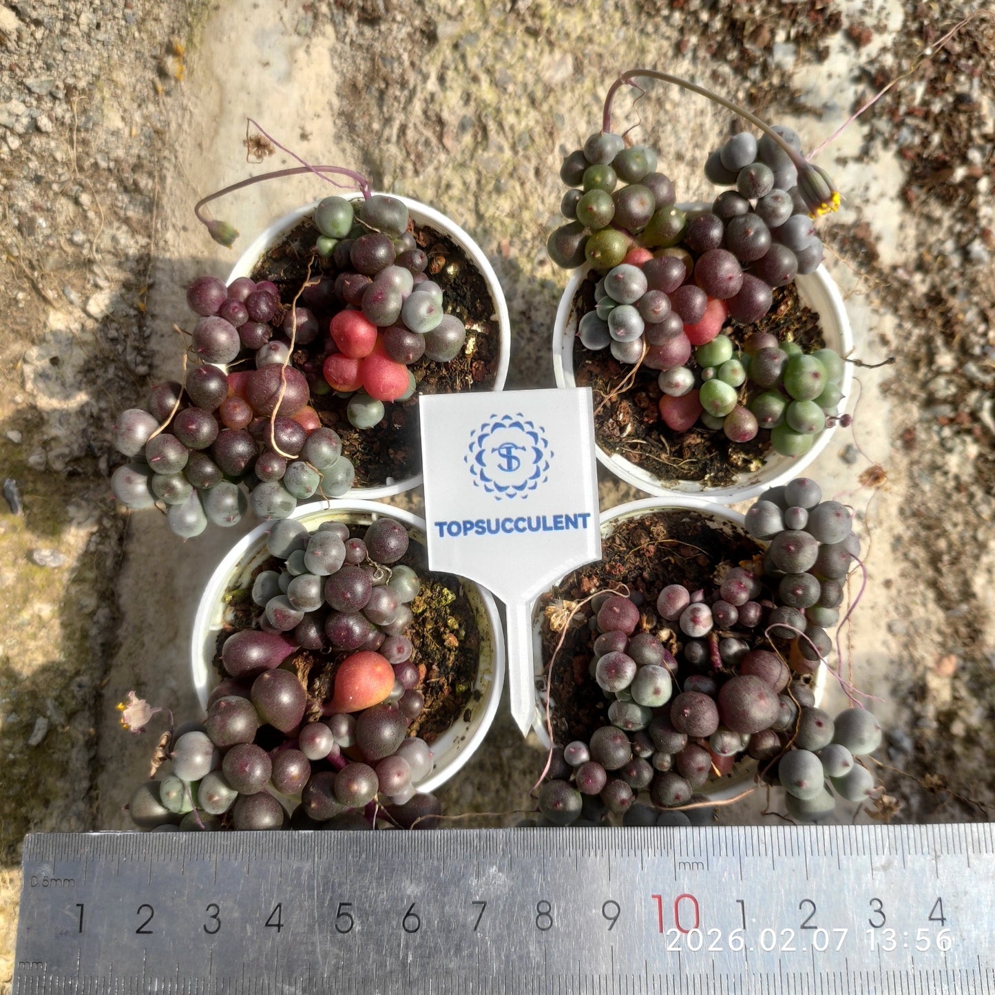 25582 ローリーエーナス