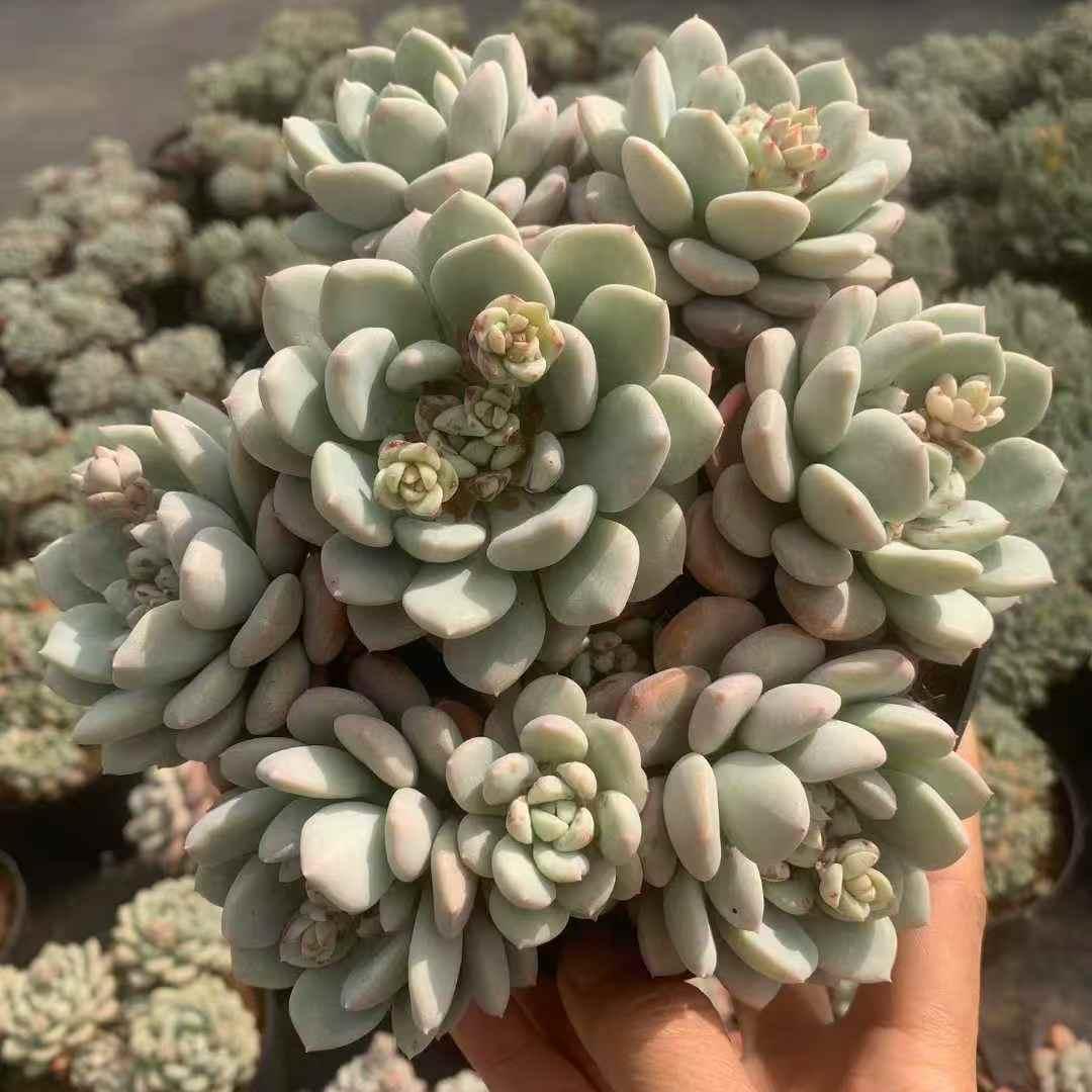 259721 ジェイドヘア