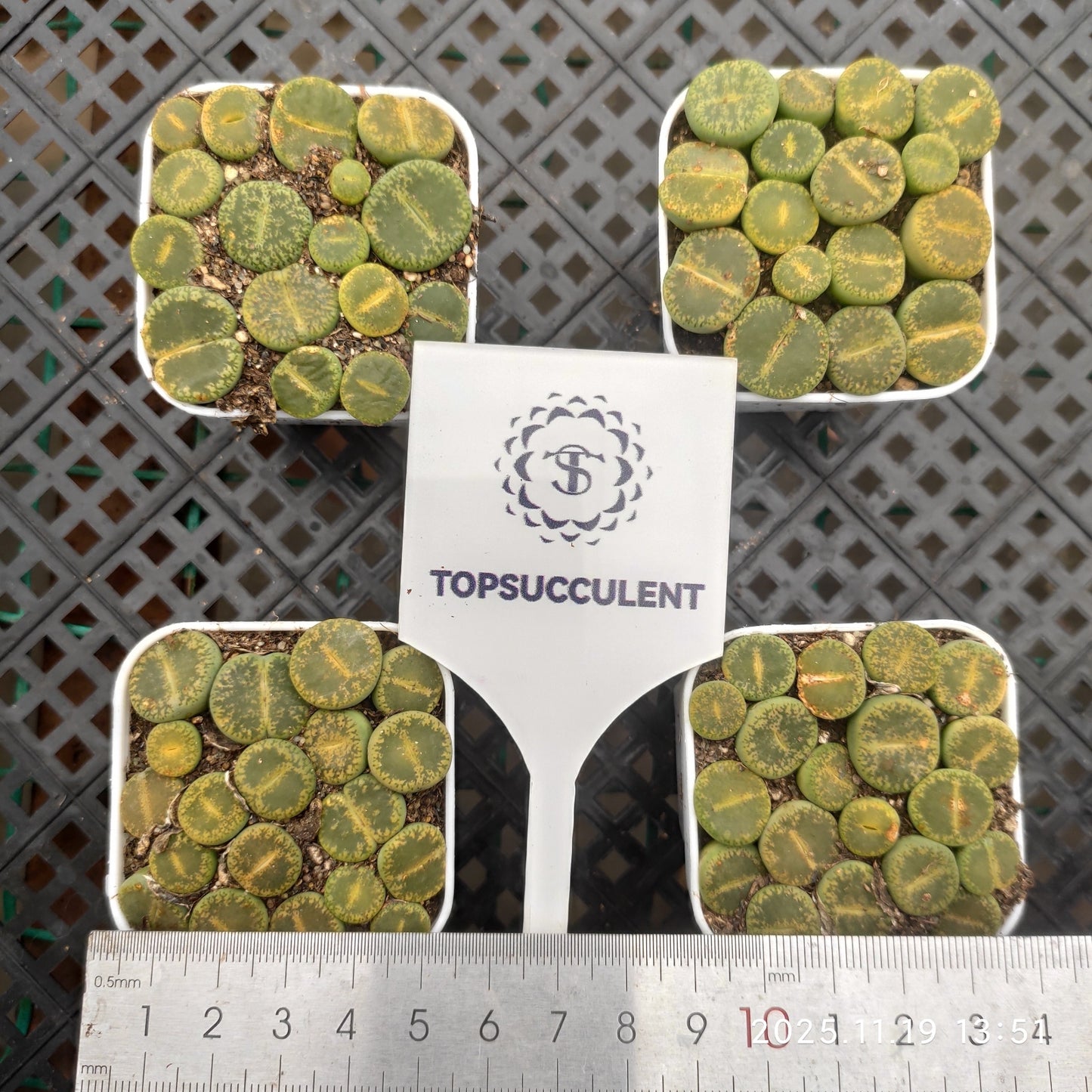 23008 グリーン　サンシャイン