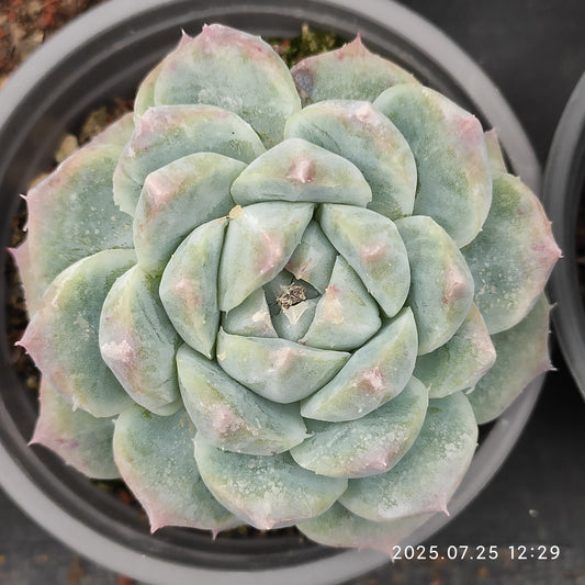 NGN779 アイスマウンド（9cm pot）