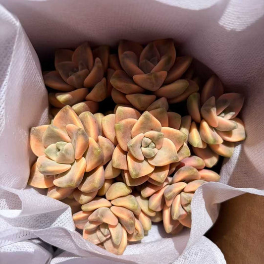 25773 ティテュバンス錦