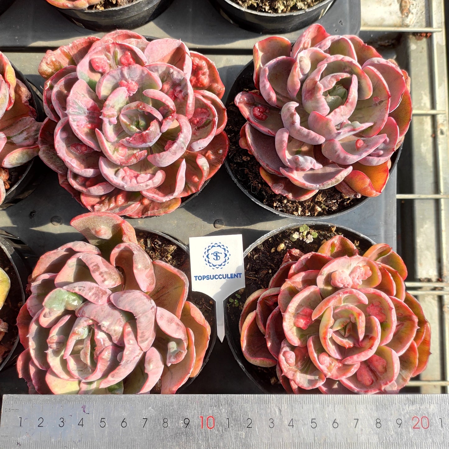 6433 レインドロップス錦