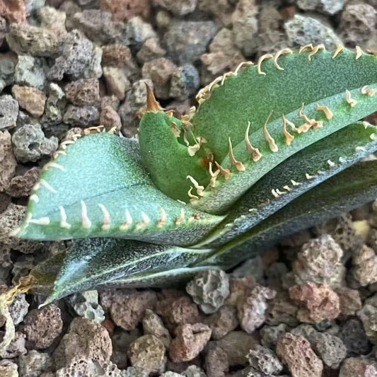 MH304 アガベ　チタノタ　鬼面蝎（きめんかつ）（5cm pot）