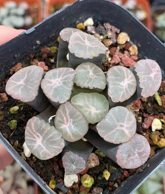 CS107 春星八ルシ (7cm pot)