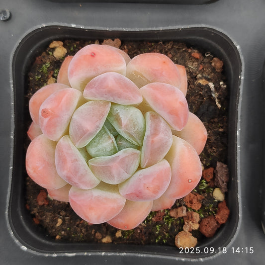 LMM415 オレンジモンローhyb（7cm pot）