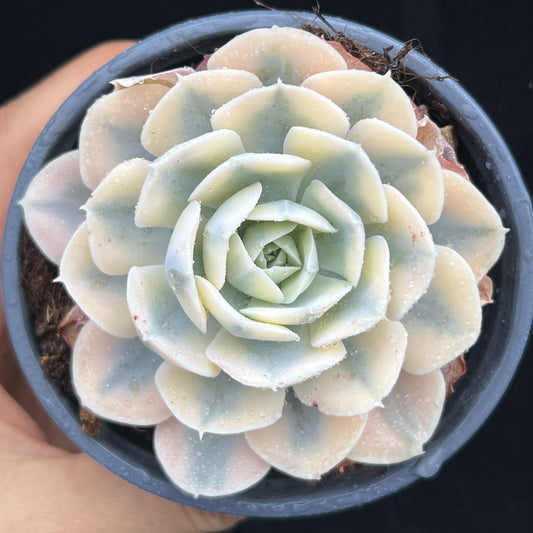 BL2028 マケベニア錦（9cm pot）