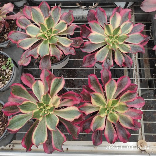 11654 アエオニウム　ファントム（12cm pot）