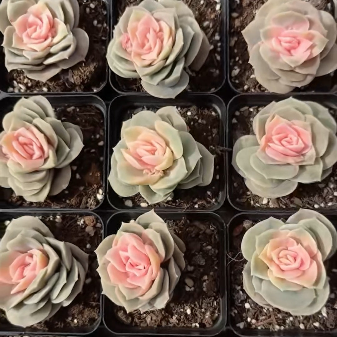 ❤️専用出品❤️ラブリーローズ錦❤️抜き苗② 25767 ラブリーローズ薬錦 – Top Succulent®