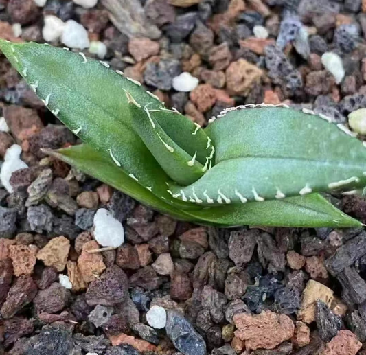 20299 アガベ　チタノタ　柊月（5cm pot）